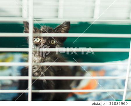 Homeless kitten in a cage in an animal shelter 31885969