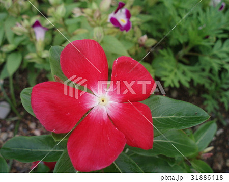 ニチニチソウ 31886418