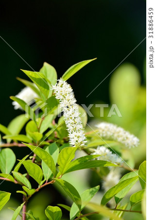 コバノズイナ 31886459