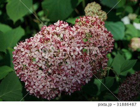 あじさい　小花　12 31886487