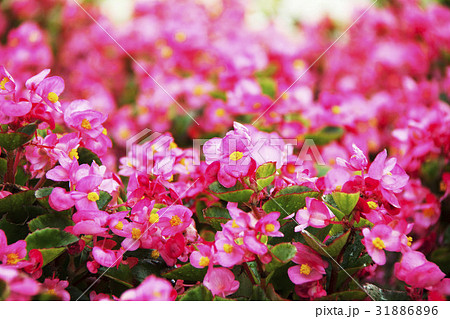 ベゴニア ベゴニア 31886896