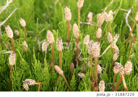 小川沿いのつくし 小川沿いのつくし 31887220