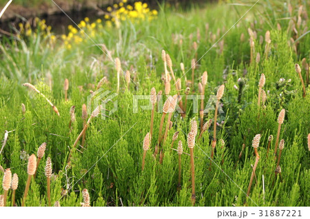 小川沿いのつくし 31887221