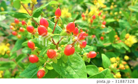 ヒペリカムの実 31887328