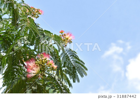 合歓の木 （ねむのき） 31887442