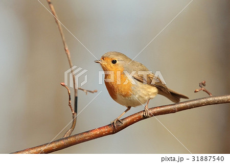 European Robin (Erithacus rubecula) on a twig 31887540