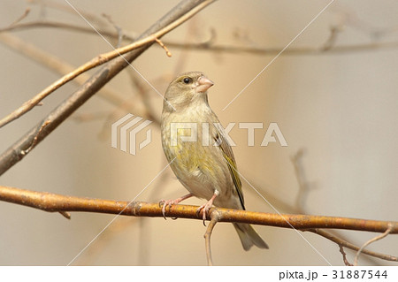 Greenfinch (Carduelis chloris) on a twig Greenfinch (Carduelis chloris) on a twig 31887544