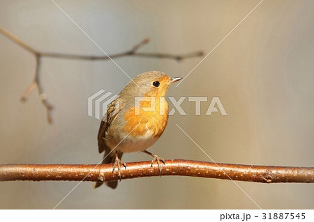 European Robin (Erithacus rubecula) on a twig 31887545