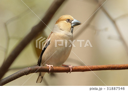Hawfinch (Coccothraustes coccothrautes) on a twig 31887546