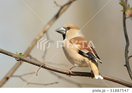 Hawfinch (Coccothraustes coccothrautes) on a twig 31887547