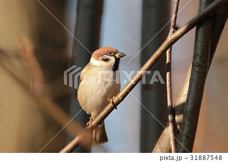 Eurasian Tree Sparrow (Passer montanus) on a twig 31887548