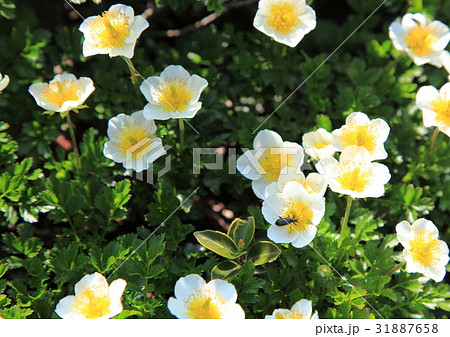 チングルマの花(蔵王御田ノ神園地湿原) チングルマの花(蔵王御田ノ神園地湿原) 31887658