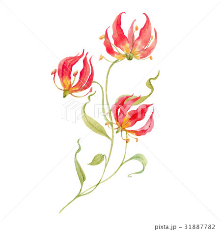 Watercolor vector gloriosa rothschildiana flower Watercolor vector gloriosa rothschildiana flower 31887782
