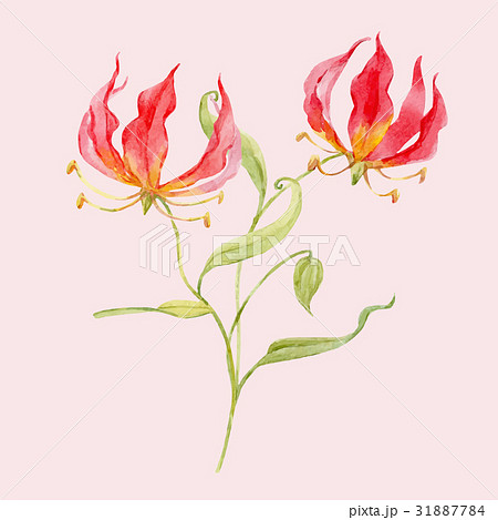 Watercolor vector gloriosa rothschildiana flowerのイラスト