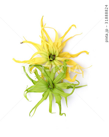 Cananga odorata isolated on white background 31888824