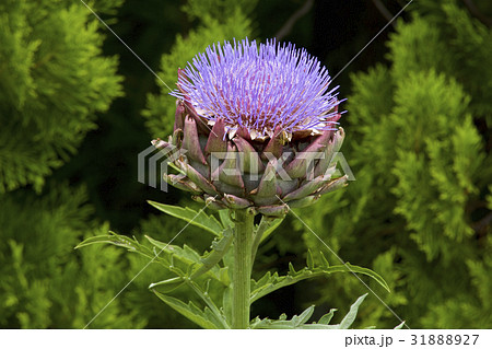 アーティチョークの花の写真素材 3187