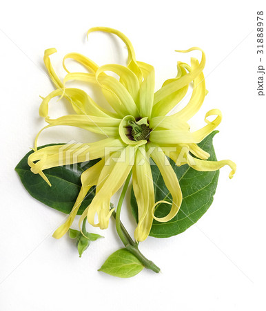 Cananga odorata isolated on white background, Cananga odorata isolated on white background, 31888978