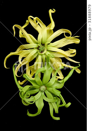 Cananga odorata isolated on black background, Cananga odorata isolated on black background, 31888979