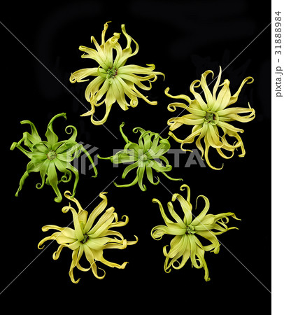 Cananga odorata isolated on black background, Cananga odorata isolated on black background, 31888984