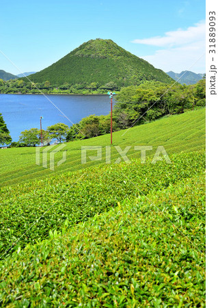 初夏の藺牟田池 初夏の藺牟田池 31889093