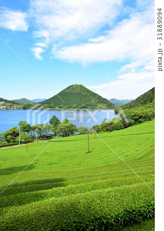 初夏の藺牟田池 初夏の藺牟田池 31889094