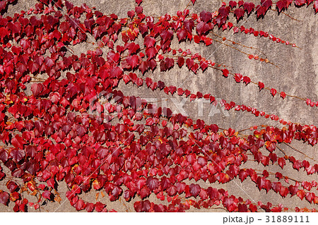 蔦紅葉 蔦紅葉 31889111