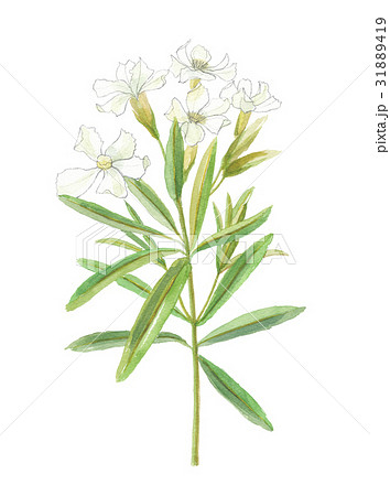 夾竹桃　キョウチクトウ 31889419