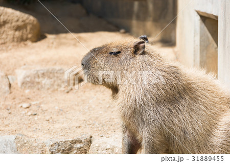 カピバラ 動物園 カピバラ 動物園 31889455