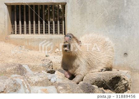 カピバラ 動物園 カピバラ 動物園 31889456