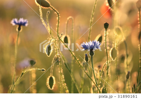 Cornflower in the field at dusk Cornflower in the field at dusk 31890161