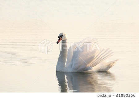 Swan at dawn 31890256