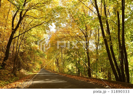 Country road leading through the autumn forest Country road leading through the autumn forest 31890333