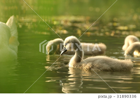 Cygnets in a forest pond at dusk  31890336