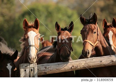 Heads of horses in the pasture  31890659