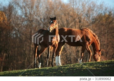 Horses on a background of autumn trees Horses on a background of autumn trees 31890662