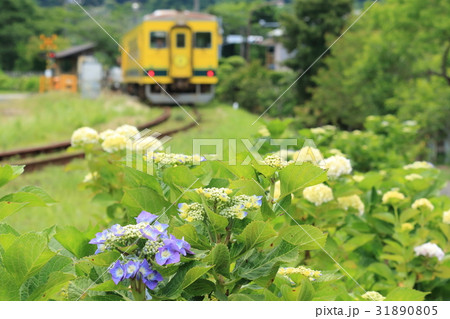 いすみ鉄道「アジサイ咲き始めの頃」 いすみ鉄道「アジサイ咲き始めの頃」 31890805