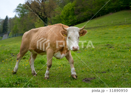 Swiss cow Swiss cow 31890950