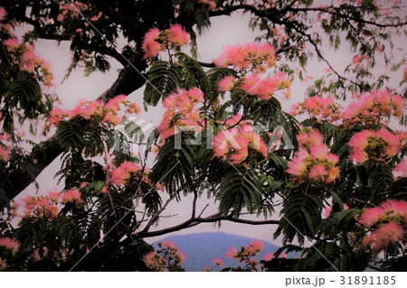 ねむの木 ねむの木 31891185