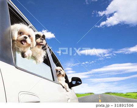 dog family traveling  road trip 31891506
