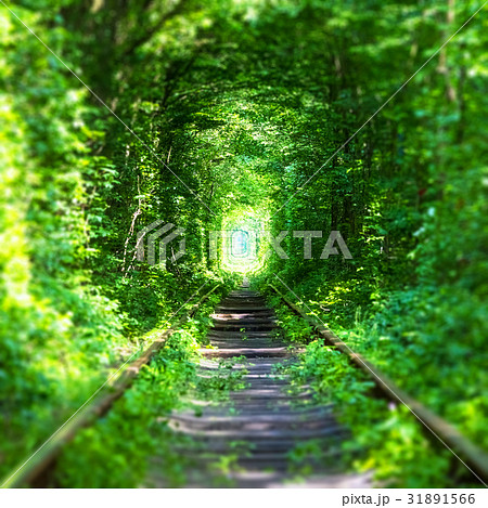Famous 'Tunnel of Love' in Ukraine 31891566
