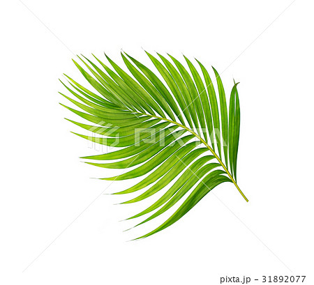 green leaves of palm tree isolated on white green leaves of palm tree isolated on white 31892077