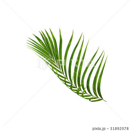 Green leaves of palm tree isolated on white  31892078