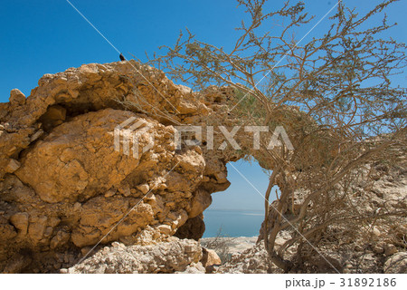 Near the oasis of Ein Gedi I Near the oasis of Ein Gedi I 31892186