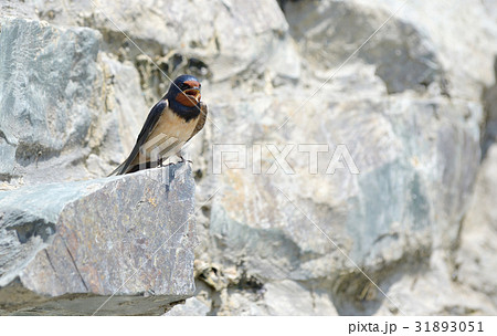 Swallow, Hirundo rustica 31893051