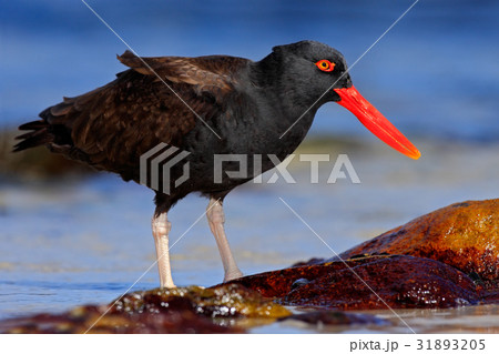 Blakish oystercatcher, Haematopus ater 31893205
