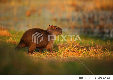 Biggest mouse around the world, Capybara Biggest mouse around the world, Capybara 31893238