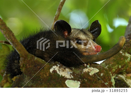 Common Opossum, Didelphis marsupialis Common Opossum, Didelphis marsupialis 31893255