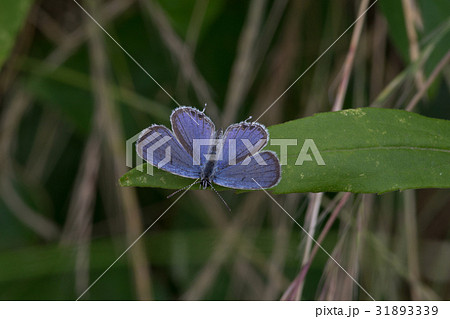 ツバメシジミ(オス) 31893339