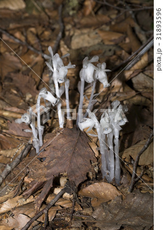 ギンリョウソウ 31893596