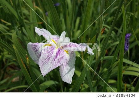 花菖蒲 花菖蒲 31894104